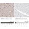 GRIP1 Associated Protein 1 antibody, NBP1-85103, Novus Biologicals, Immunohistochemistry paraffin image 