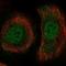 Pleckstrin Homology Domain Containing A1 antibody, HPA064795, Atlas Antibodies, Immunofluorescence image 