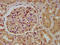 Wnt Family Member 9B antibody, LS-C671383, Lifespan Biosciences, Immunohistochemistry paraffin image 