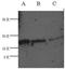 TNF Superfamily Member 10 antibody, NB100-2056, Novus Biologicals, Western Blot image 