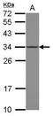 RNA Polymerase II Subunit C antibody, GTX118715, GeneTex, Western Blot image 