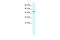 Transcription elongation factor B polypeptide 1 antibody, A06111, Boster Biological Technology, Western Blot image 