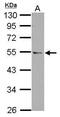 Coiled-Coil Domain Containing 97 antibody, PA5-32015, Invitrogen Antibodies, Western Blot image 