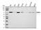 MUS81 Structure-Specific Endonuclease Subunit antibody, A00810-2, Boster Biological Technology, Western Blot image 