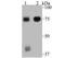 Engulfment And Cell Motility 1 antibody, NBP2-76832, Novus Biologicals, Western Blot image 