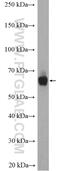 MON1 Homolog A, Secretory Trafficking Associated antibody, 23772-1-AP, Proteintech Group, Western Blot image 