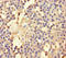 Adenosylhomocysteinase antibody, A54894-100, Epigentek, Immunohistochemistry paraffin image 