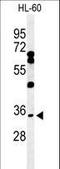 Basic Helix-Loop-Helix Family Member E22 antibody, LS-C156810, Lifespan Biosciences, Western Blot image 