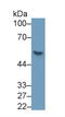 Sonic Hedgehog Signaling Molecule antibody, LS-C663684, Lifespan Biosciences, Western Blot image 