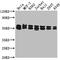 DnaJ Heat Shock Protein Family (Hsp40) Member A3 antibody, CSB-PA836207LA01HU, Cusabio, Western Blot image 