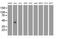 Ganglioside Induced Differentiation Associated Protein 1 Like 1 antibody, MA5-25608, Invitrogen Antibodies, Western Blot image 