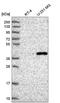 Family With Sequence Similarity 8 Member A1 antibody, NBP2-58571, Novus Biologicals, Western Blot image 