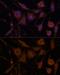 Stanniocalcin 1 antibody, GTX64588, GeneTex, Immunofluorescence image 