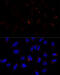 ETHE1 Persulfide Dioxygenase antibody, 13-456, ProSci, Immunofluorescence image 