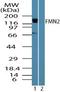 Formin 2 antibody, TA337015, Origene, Western Blot image 