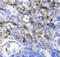 Interleukin 7 antibody, PA1467, Boster Biological Technology, Immunohistochemistry frozen image 