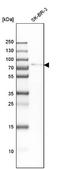 G Protein Signaling Modulator 2 antibody, NBP1-85232, Novus Biologicals, Western Blot image 