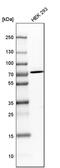 TRNA Methyltransferase 2 Homolog A antibody, PA5-51506, Invitrogen Antibodies, Western Blot image 