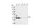 Tyrosine-protein kinase Tec antibody, 4987S, Cell Signaling Technology, Western Blot image 