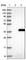 Nudix Hydrolase 22 antibody, HPA039334, Atlas Antibodies, Western Blot image 