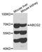 ABCG2 antibody, abx006789, Abbexa, Western Blot image 