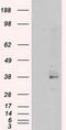 Serine Racemase antibody, MA5-25051, Invitrogen Antibodies, Western Blot image 