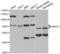 RNA Binding Region (RNP1, RRM) Containing 3 antibody, abx004841, Abbexa, Western Blot image 