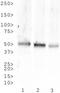 Tachykinin Receptor 1 antibody, GTX30183, GeneTex, Western Blot image 