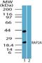 RAP2A, Member Of RAS Oncogene Family antibody, NBP2-24574, Novus Biologicals, Western Blot image 