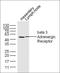 Adrenoceptor Beta 3 antibody, orb221343, Biorbyt, Western Blot image 