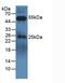 Dog IgG antibody, LS-C305785, Lifespan Biosciences, Western Blot image 