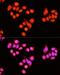 Zinc Finger Protein 408 antibody, LS-C750164, Lifespan Biosciences, Immunofluorescence image 
