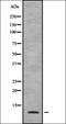 SPT4 Homolog, DSIF Elongation Factor Subunit antibody, orb337603, Biorbyt, Western Blot image 