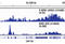 RNA Polymerase II Subunit A antibody, 13499S, Cell Signaling Technology, Chromatin Immunoprecipitation image 