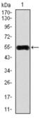 Calcium/Calmodulin Dependent Protein Kinase IV antibody, abx011681, Abbexa, Western Blot image 