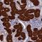 Betaine--Homocysteine S-Methyltransferase 2 antibody, NBP1-85826, Novus Biologicals, Immunohistochemistry frozen image 