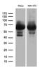 Paxillin antibody, LS-C795884, Lifespan Biosciences, Western Blot image 