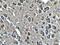 Syntaphilin antibody, 13646-1-AP, Proteintech Group, Immunohistochemistry paraffin image 