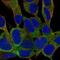 Protein FAM59B antibody, NBP2-57306, Novus Biologicals, Immunofluorescence image 