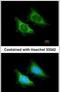 Mitochondrial Ribosomal Protein S5 antibody, PA5-21528, Invitrogen Antibodies, Immunofluorescence image 