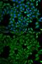 Atlastin GTPase 1 antibody, GTX33027, GeneTex, Immunocytochemistry image 