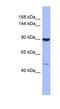 Zinc Finger Protein 28 antibody, NBP1-80348, Novus Biologicals, Western Blot image 