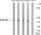 DnaJ Heat Shock Protein Family (Hsp40) Member B11 antibody, abx014437, Abbexa, Western Blot image 