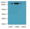 ArfGAP With SH3 Domain, Ankyrin Repeat And PH Domain 3 antibody, LS-C399827, Lifespan Biosciences, Western Blot image 