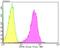 Fam antibody, NBP2-75704, Novus Biologicals, Flow Cytometry image 