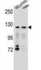 Sorting Nexin 13 antibody, abx026681, Abbexa, Western Blot image 