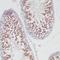 Tektin 3 antibody, FNab08588, FineTest, Immunohistochemistry frozen image 