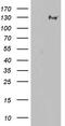 GLI Family Zinc Finger 1 antibody, MA5-26639, Invitrogen Antibodies, Western Blot image 