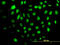 Helicase With Zinc Finger antibody, LS-C134010, Lifespan Biosciences, Immunofluorescence image 