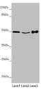 Myosin Regulatory Light Chain Interacting Protein antibody, LS-C676103, Lifespan Biosciences, Western Blot image 